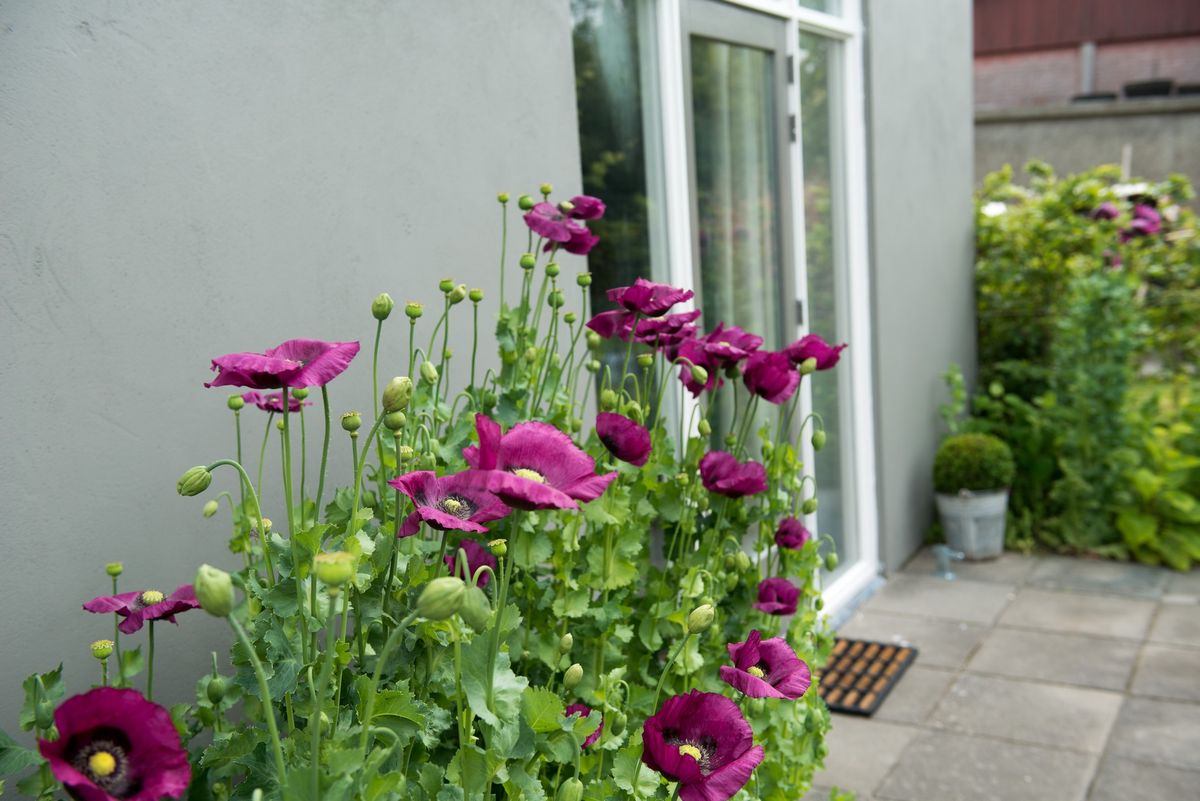 Amapolas moradas floreciendo junto a la pared exterior del granero – Zeeuwshuisje casa de vacaciones, Koudekerke